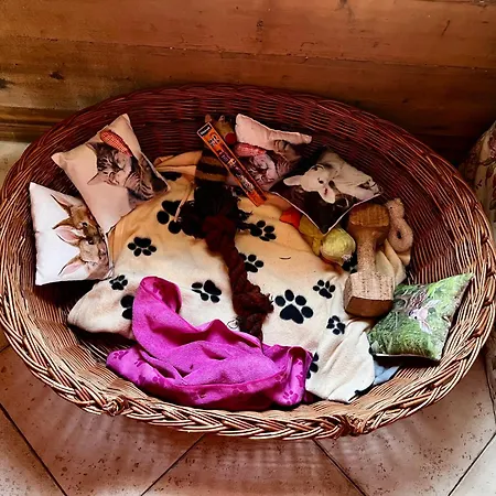 Schwarzer Kater Ferienhaus Großschönau